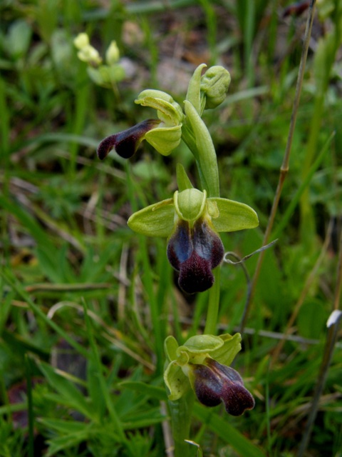 Ophrys fusca subsp. caesiella???